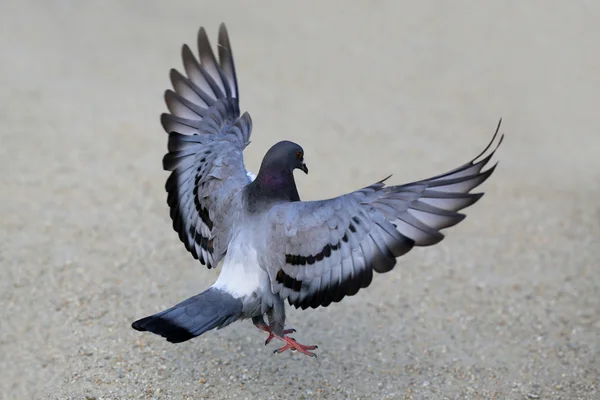 Successful landing pigeon — Stock Photo, Image