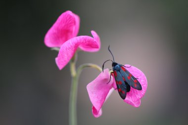 Gerçekten pembe 3 gibi