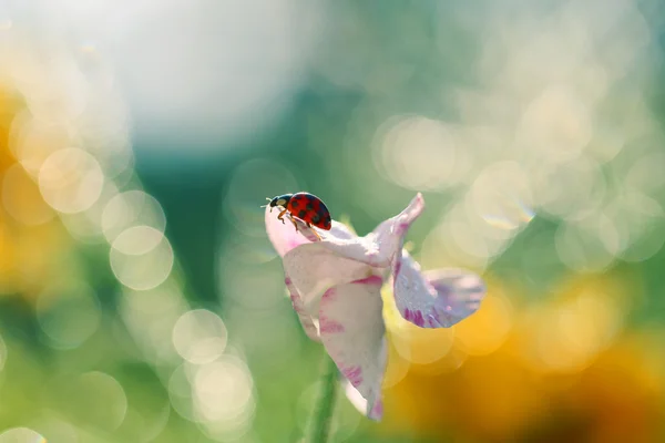 Lookout for a small ladybug 2 — Stock Photo, Image