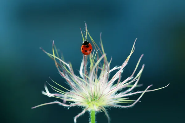 Good vantage point — Stock Photo, Image