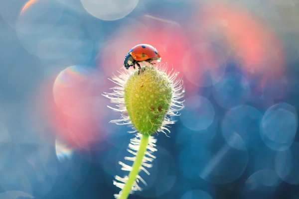 Auf dem Weg nach dem Mohn — Stockfoto