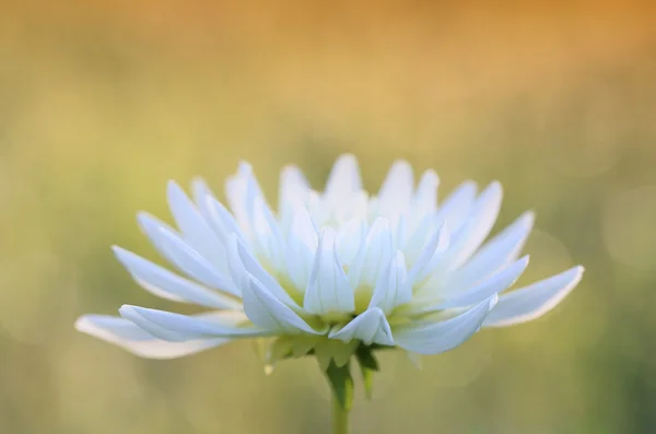 Красива квітка в саду — стокове фото