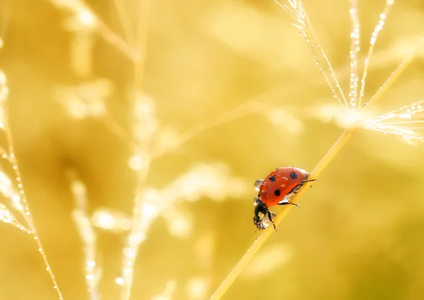 Kapky rosy průzkum — Stock fotografie