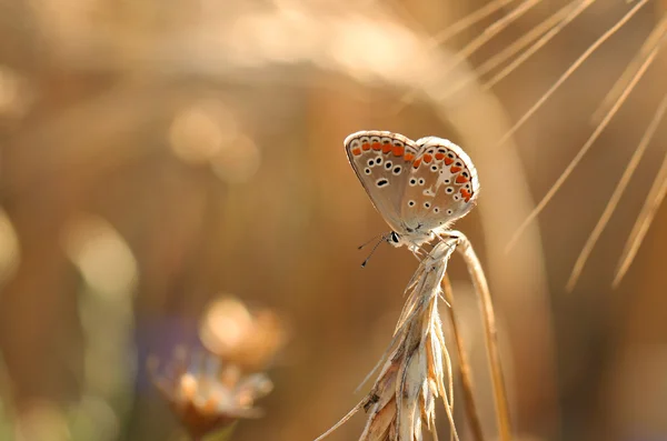 Common blue summer rest 2 — Stock Photo, Image