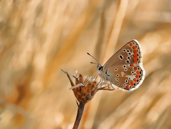 Common blue summer rest — Stock Photo, Image