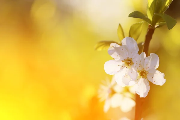 Fleur de cerisier au coucher du soleil 2 — Photo