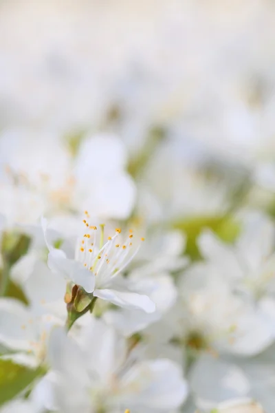 Frukt blomma för pollinering av bin 3 — Stockfoto