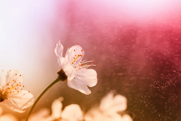 Flor de cerezo sobre un fondo rojo — Foto de Stock