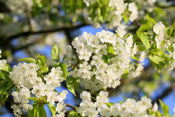 Fleur de fruits pour la pollinisation par les abeilles 2 — Photo