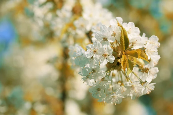 Arılar tarafından tozlaşma için meyve çiçek — Stok fotoğraf