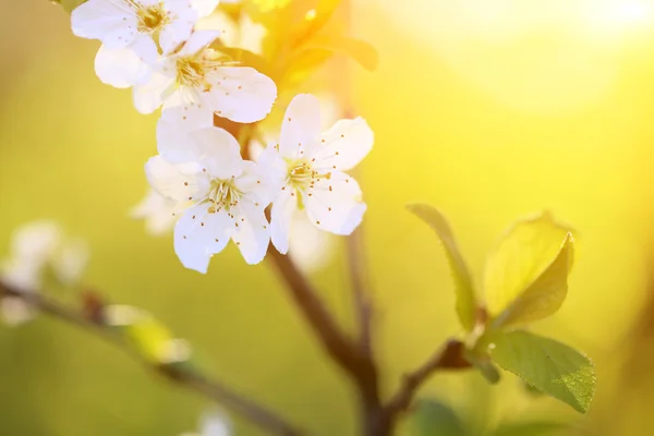 Cherry blossom at sunset 1 — Stock Photo, Image