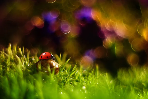 Me siento y miro los colores de la primavera — Foto de Stock