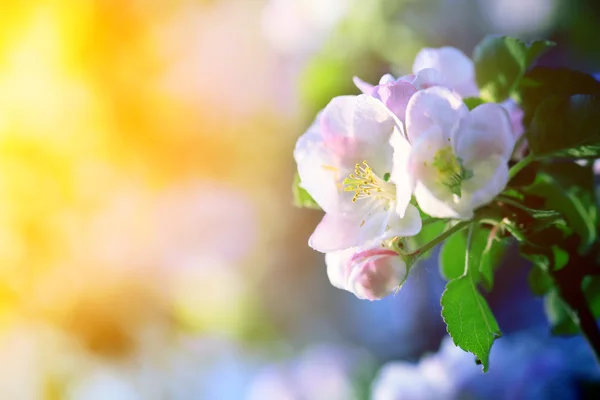 Flores de primavera 1 — Foto de Stock