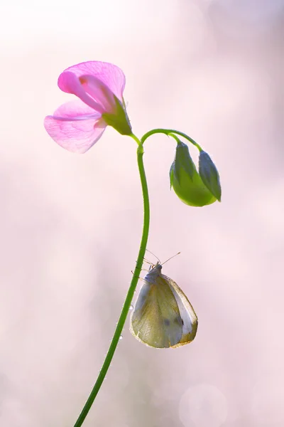 Vlinder aan erwten geurige — Stockfoto