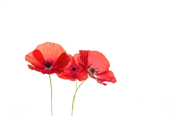 Beautiful red poppy — Stock Photo, Image