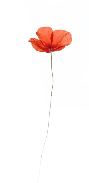 Beautiful red poppy Stock Image