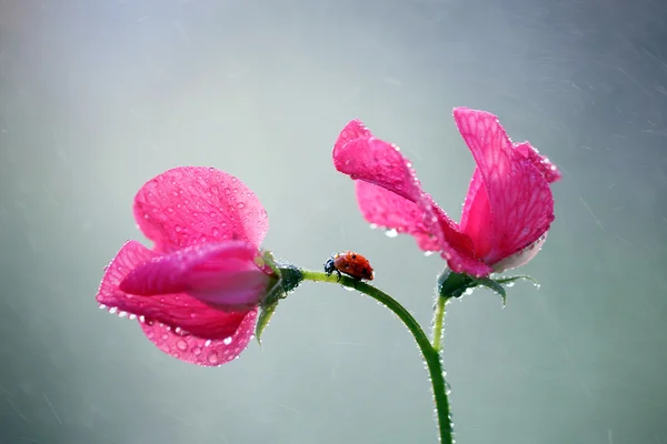 Today, I am strolling through the fragrant pea — Stock Photo, Image