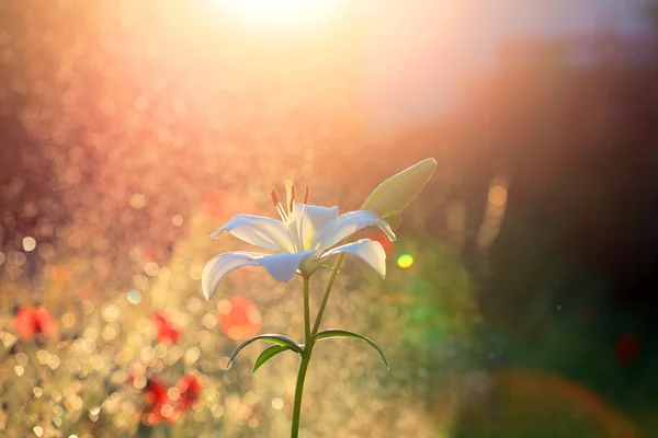 Lily white evening smells — Stock Photo, Image