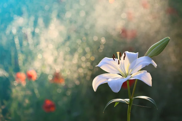 Lily white evening smells — Stock Photo, Image