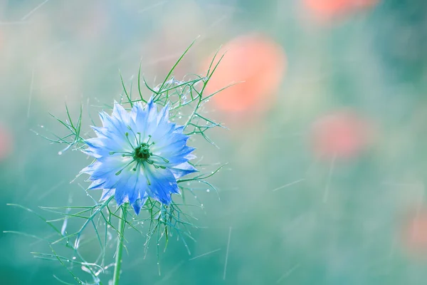 Ароматна квітка влітку . — стокове фото