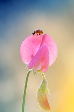  Yeni koku ladybugs
