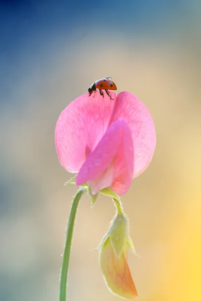 Le nouveau parfum coccinelles — Photo