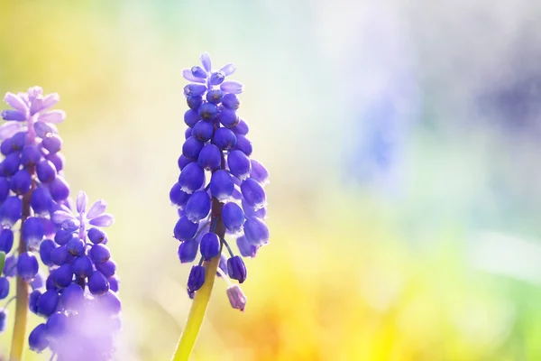 Beautiful flowers for a girl. — Stock Photo, Image