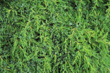 Yeşil iğne yapraklı bitki