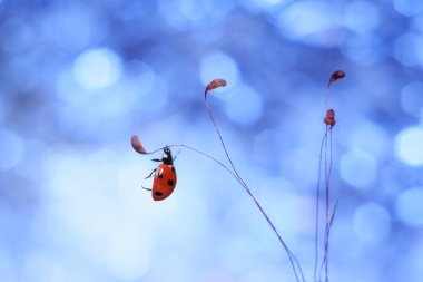 Moss üzerinde asılı uğur böceği