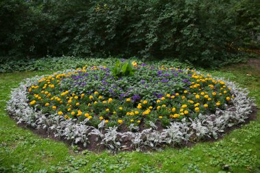 Parktaki renkli çiçekler..