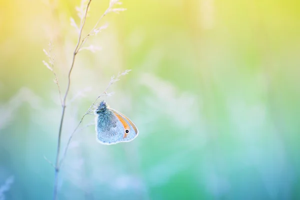 Vlinder dol op stilte — Stockfoto