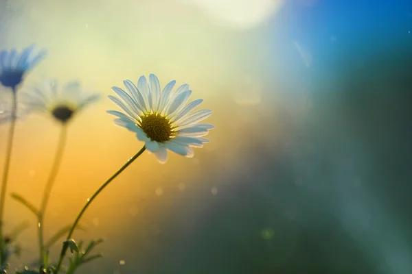 Kleine witte bloem — Stockfoto