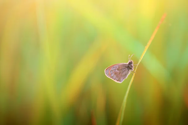 Vlinder dol op stilte — Stockfoto