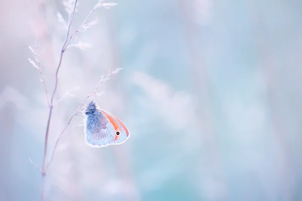 Borboleta gosta de silêncio — Fotografia de Stock