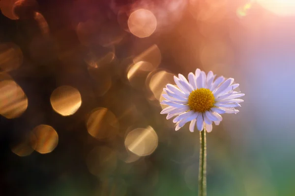 Daisies interesting background — Stock Photo, Image