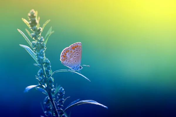 Ein schöner kleiner Schmetterling — Stockfoto