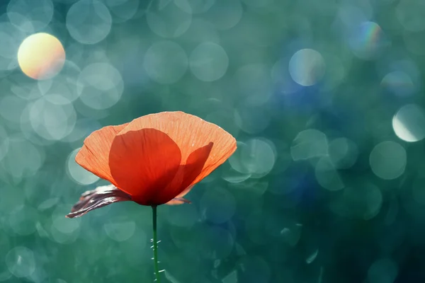 Kleine rode papaver — Stockfoto