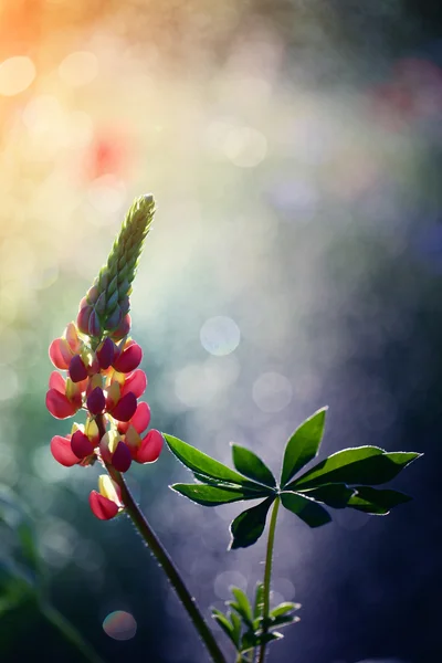 Tartós csillagfürt (Lupinus polyphyllus) — Stock Fotó