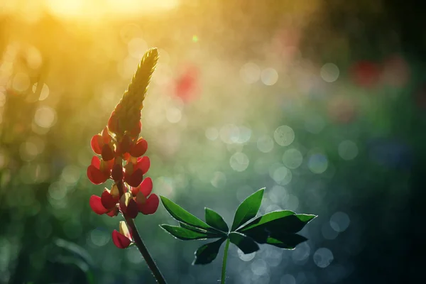 Tartós csillagfürt (Lupinus polyphyllus) — Stock Fotó