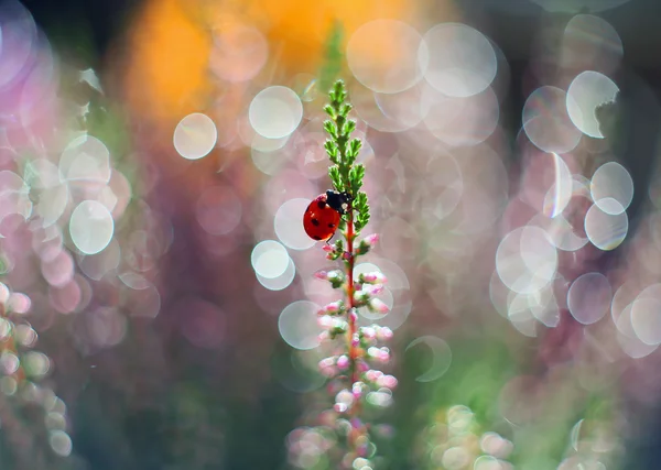 Uğur böceği heather çiçek kokusunu seviyor — Stok fotoğraf