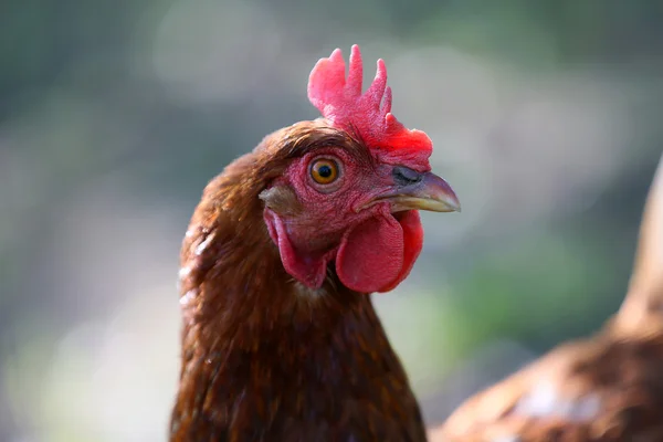 The head of a housewife in the countryside — Stock Photo, Image