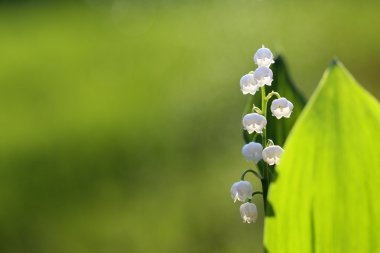  Beautiful smell lily of the valley clipart