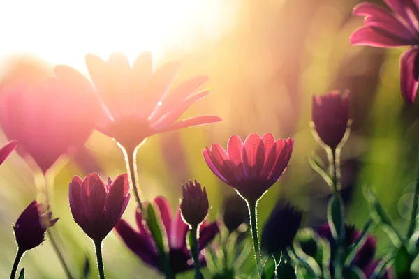 Nel mio giardino splende il sole . — Foto Stock