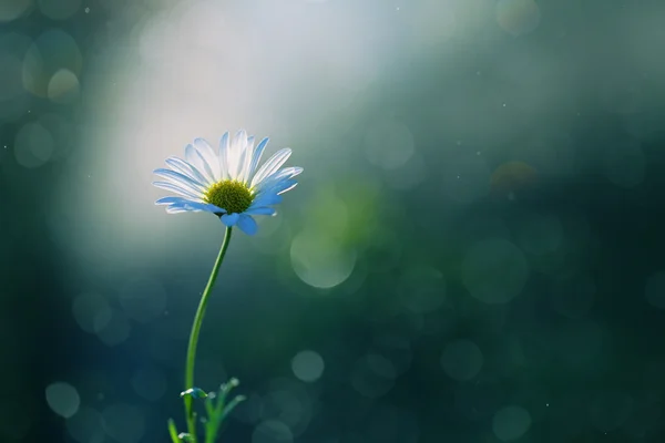 Eine schöne kleine Blume — Stockfoto