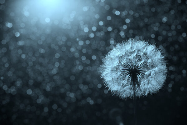  Одуванчик любит ветер
