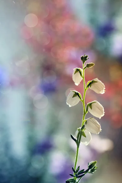 Small tiny bells — Stock Photo, Image