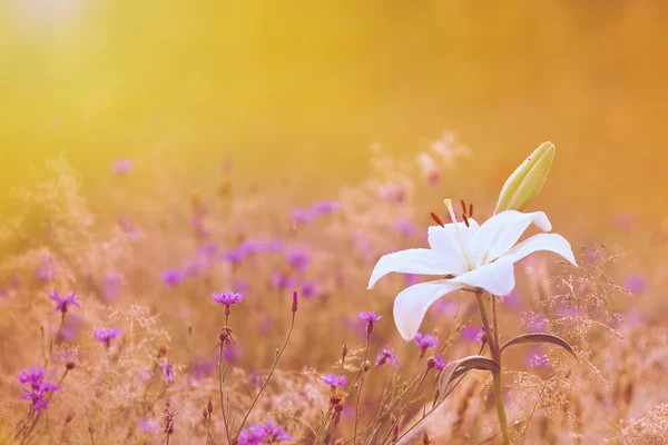 White lily between the cornflowers. — Stock Photo, Image