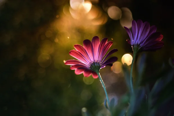 아름 다운 꽃 마젠타 — 스톡 사진