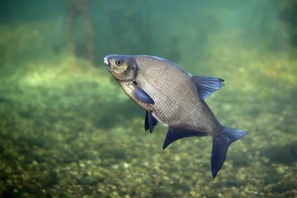 Bream er en ferskvannsfisk – stockfoto