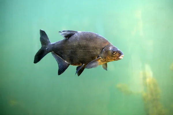 Dorade ist ein Süßwasserfisch — Stockfoto